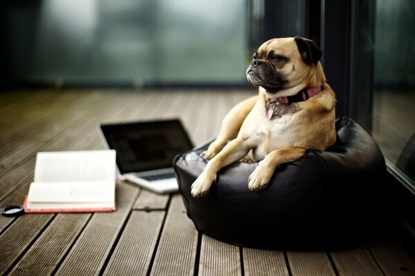 A sullen dog is lying on a chair