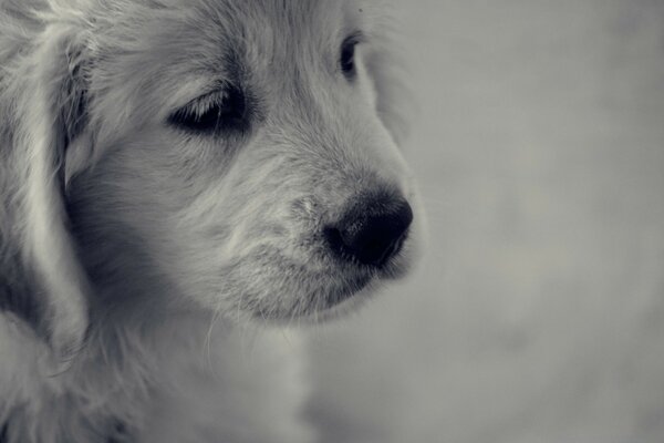 Sad puppy on a gray background