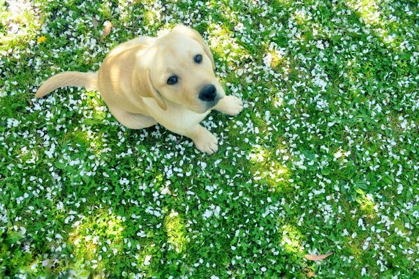 Netter Hund sitzt auf dem Gras