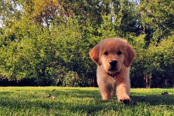 Cute puppy running on the grass