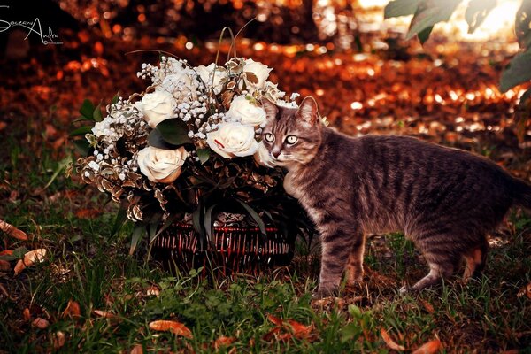 Gato rayado gris junto a una cesta de rosas blancas