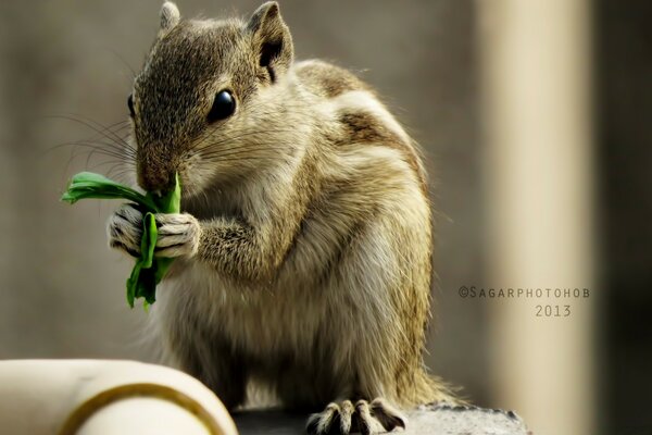 Roedor comendo grama verde