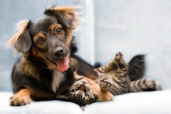 A dog with a cute kitten frolic