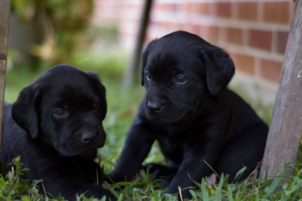 Two black puppies on the grass by a brick wall