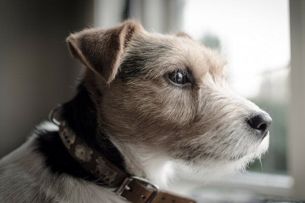 Retrato de un cachorro mirando por la ventana