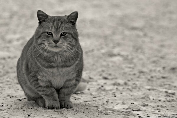 Asustar a un gato gris en la arena