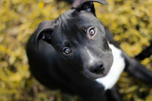 Cucciolo di Pitbull sulle foglie autunnali