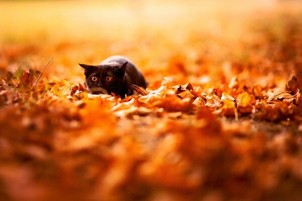 A black hunting kitten in orange foliage