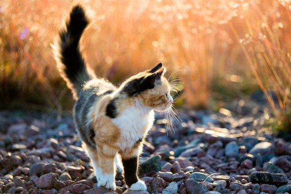 Un gato acompaña una hermosa puesta de sol