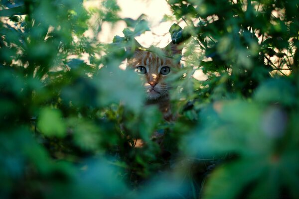 Kedi çimenlerin içinde güneşten saklandı