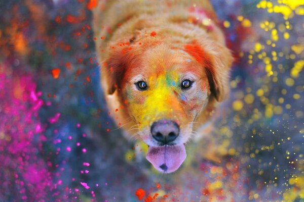 Red dog at the festival of colors