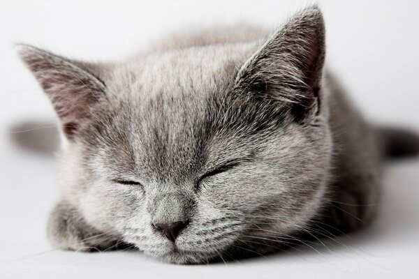 Sleeping gray cat on the background