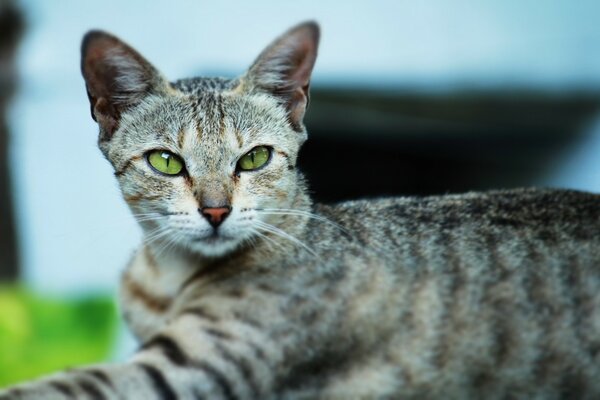 O olhar real de um gato de olhos verdes