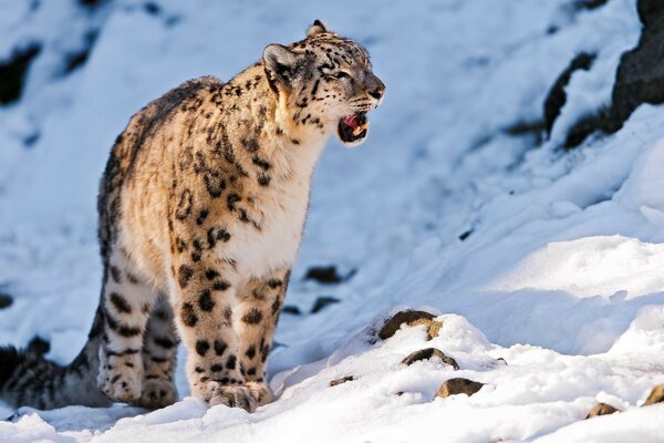 Snow leopard in the wild