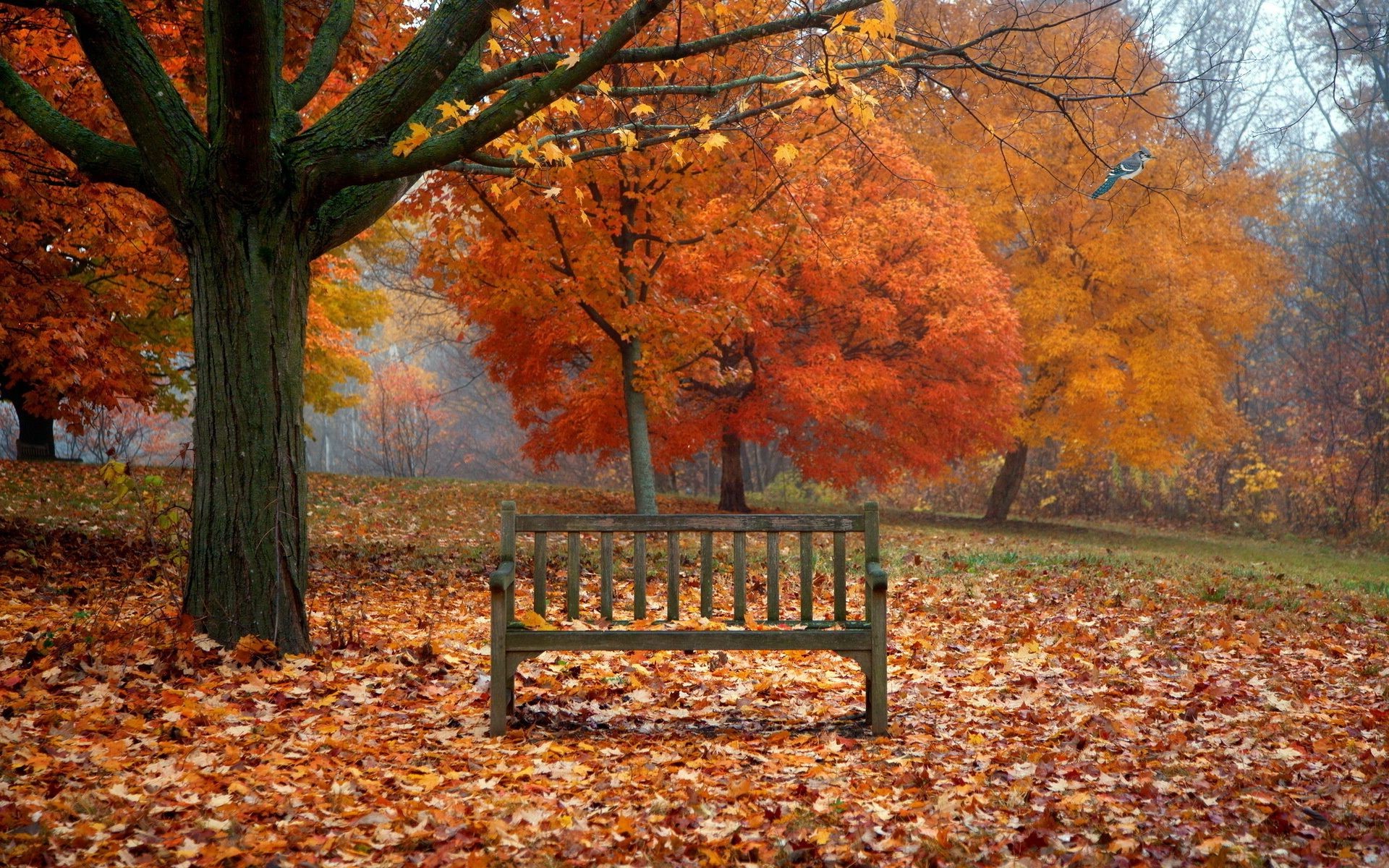 automne automne feuille arbre érable bois saison parc paysage banc changement brouillard nature aube branche brouillard or guide scénique