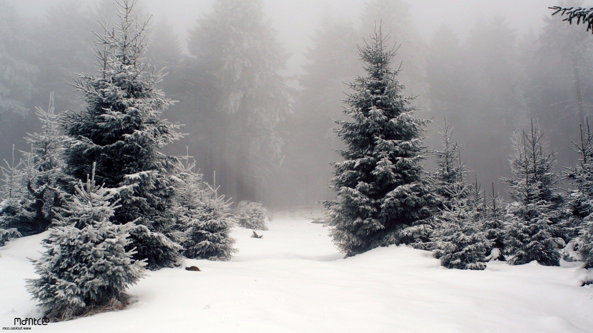 hiver neige gel froid bois bois congelé brouillard pin glace météo sapin sapin noël tempête de neige evergreen paysage conifères saison