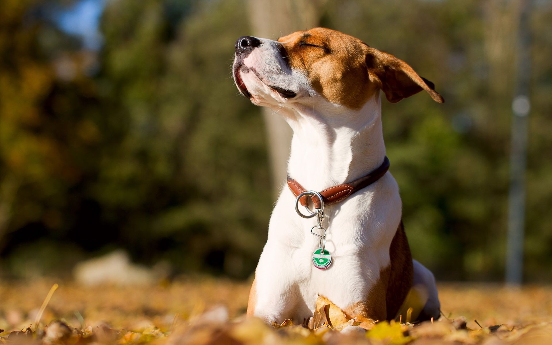 dogs dog nature cute animal mammal outdoors canine pet grass little fall puppy portrait one