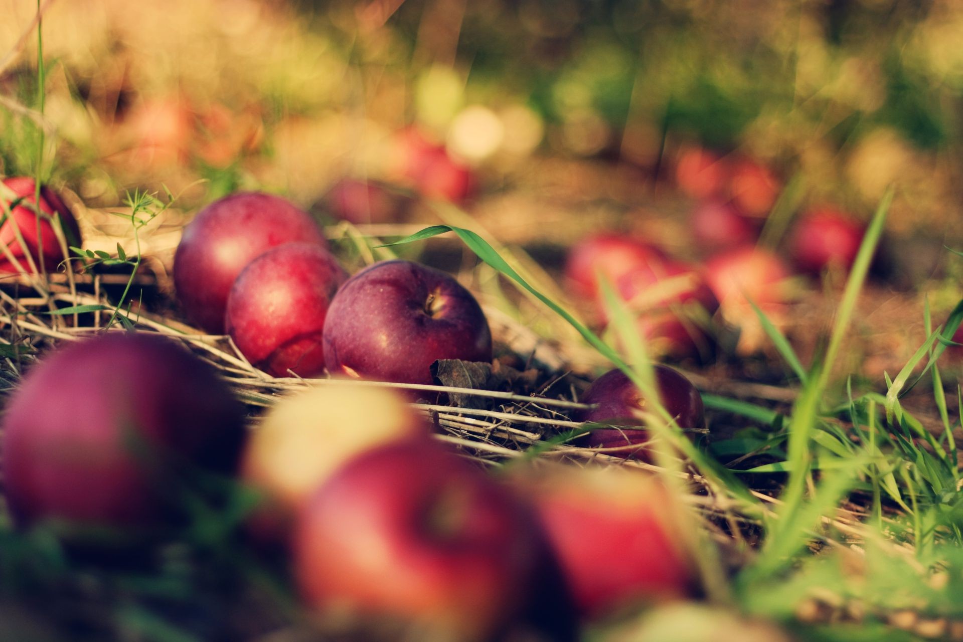 bayas otoño naturaleza manzana fruta comida pasto hoja jardín color crecer estación hierba