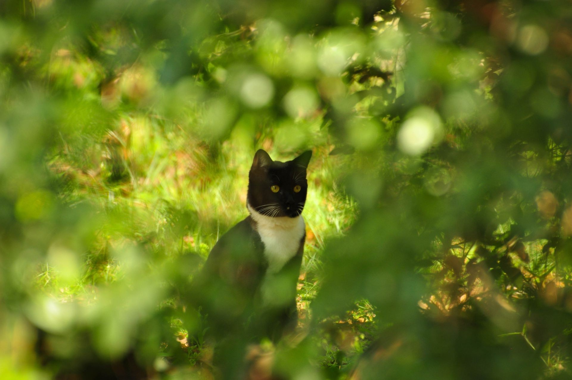 gatos natureza fofa animal ao ar livre folha pouco árvore vida selvagem gato