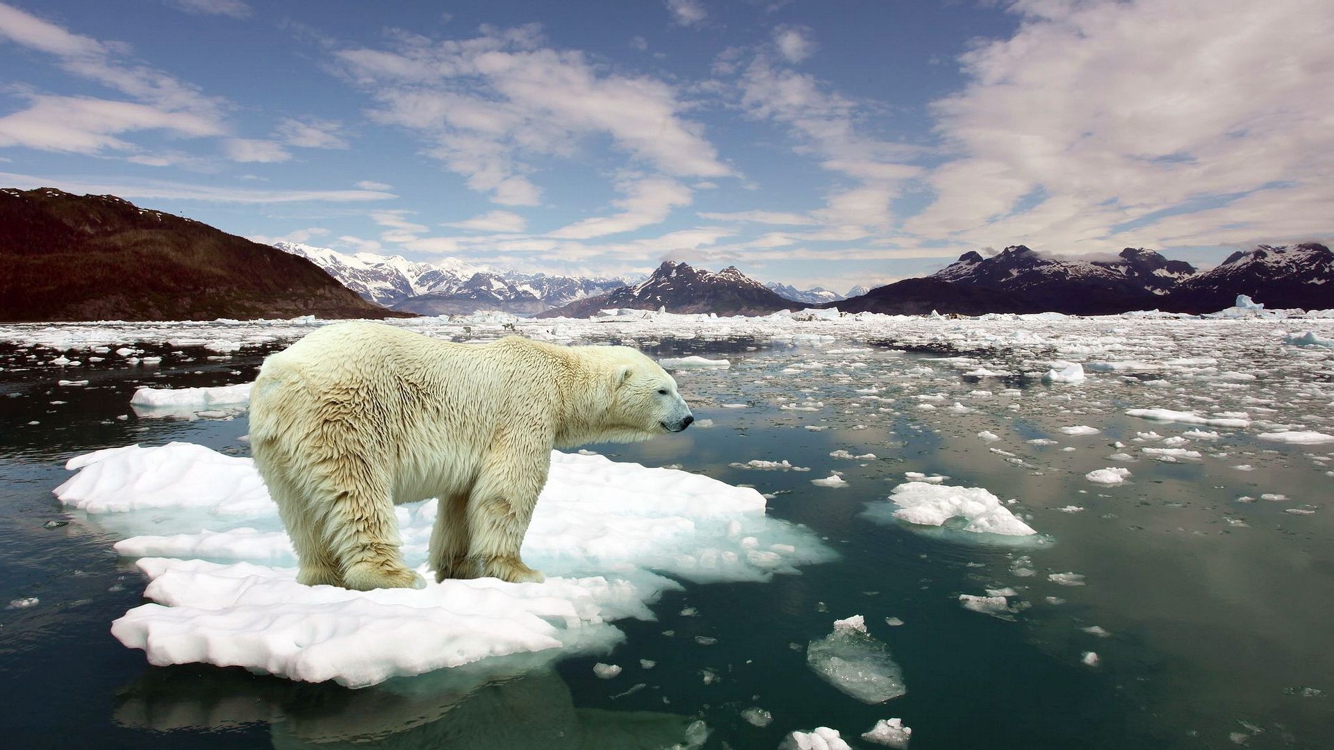 ours neige eau givré glace hiver océan nature froid mer en plein air mer voyage plage paysage