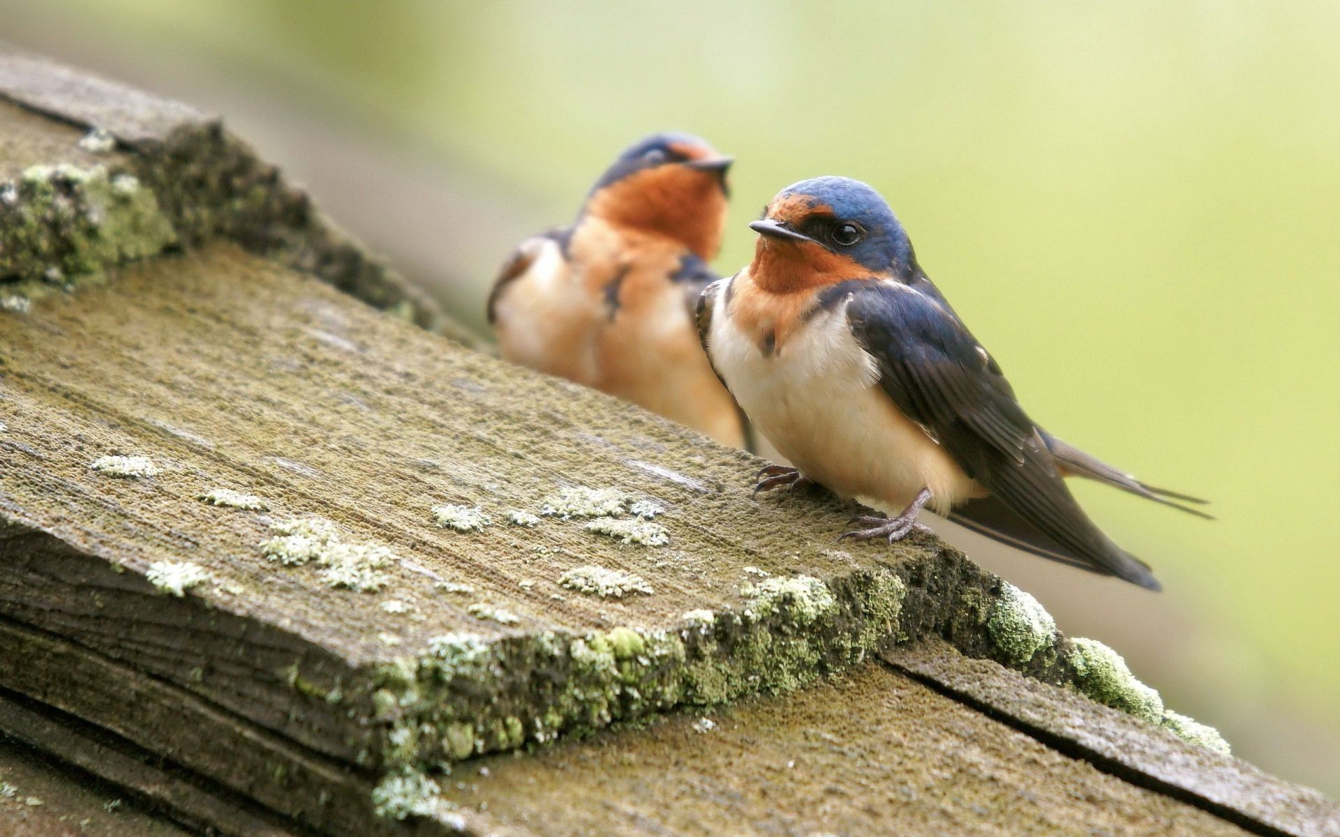 animais pássaro natureza vida selvagem animal selvagem madeira