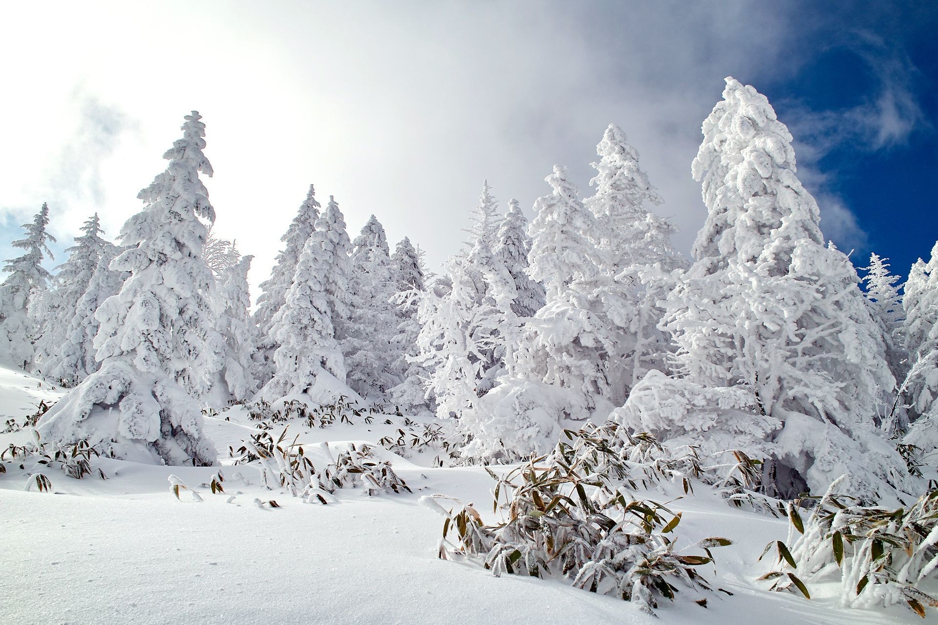 arbres neige hiver froid gel glace bois montagnes congelé neigeux givré noël scénique