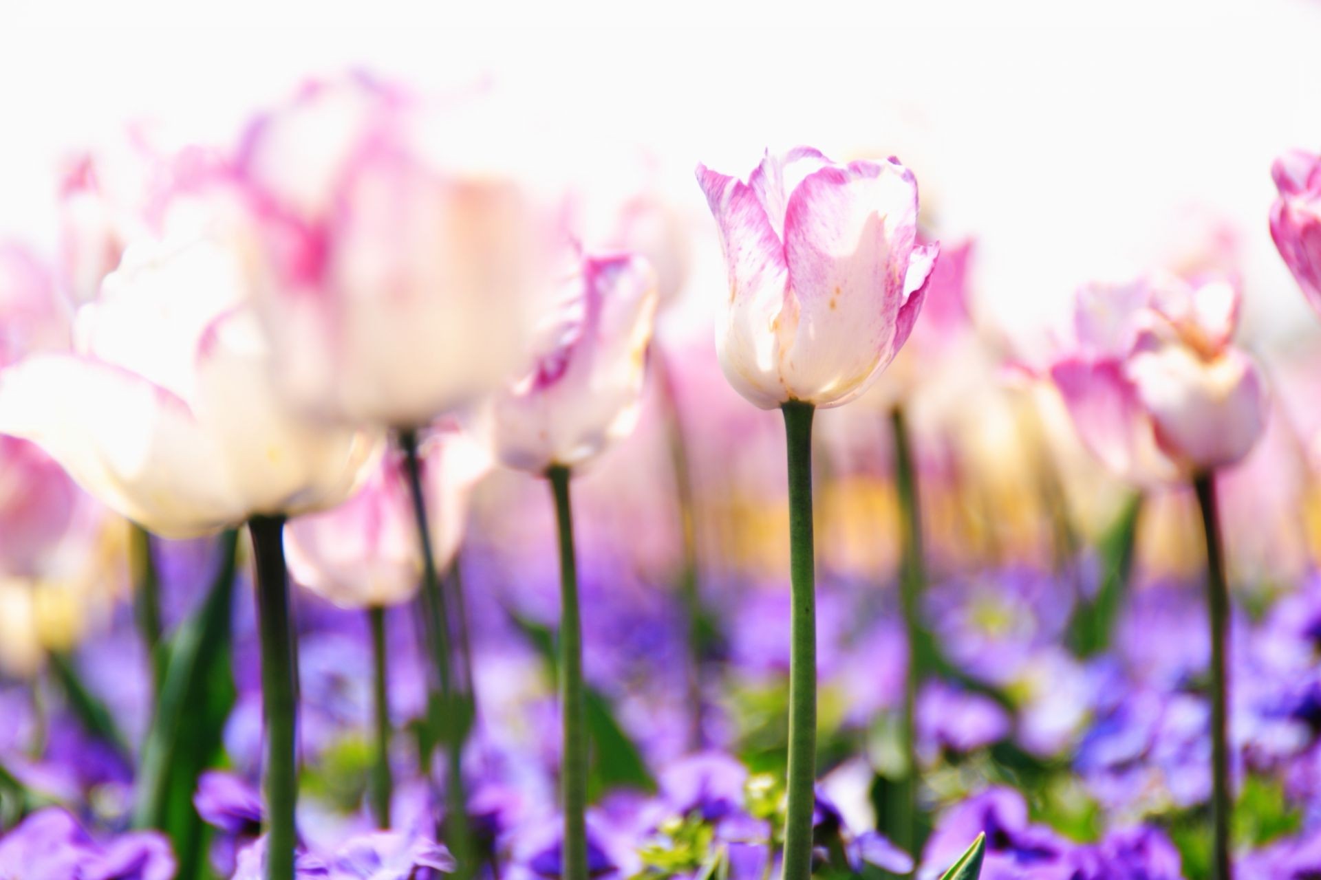 tulipanes naturaleza flor flora tulipán jardín verano campo pascua floral brillante hoja color pétalo floración buen tiempo hierba sol heno parque