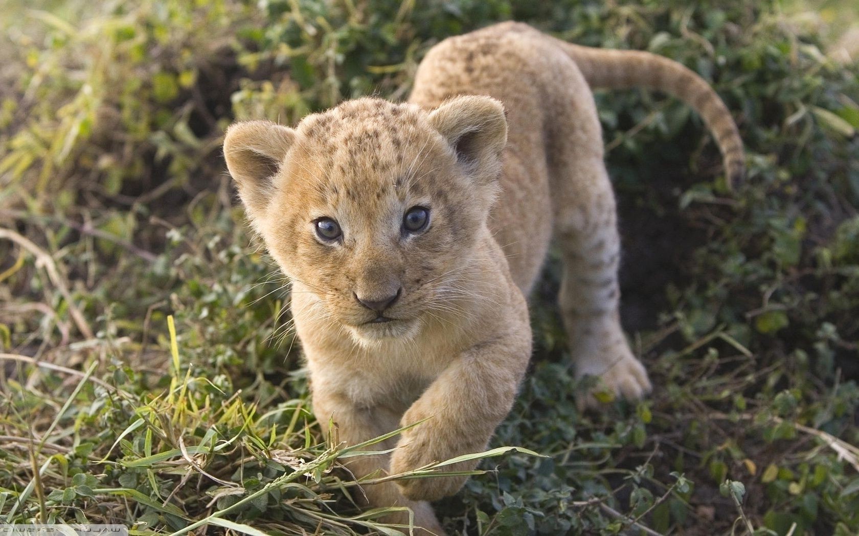 leones mamífero vida silvestre naturaleza animal hierba gato salvaje lindo pequeño lobo depredador carnívoro piel safari cazador parque león al aire libre zoológico