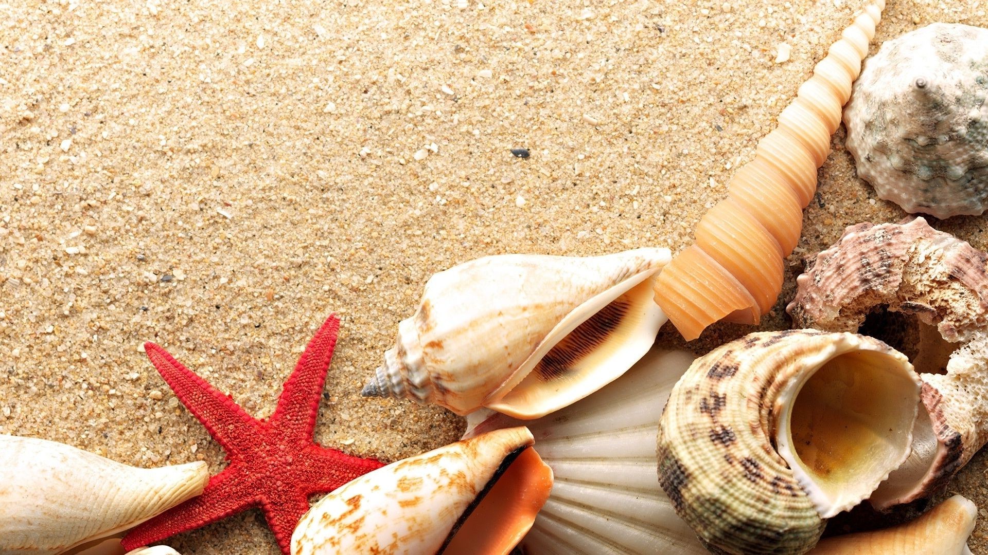 sea and ocean seashell starfish shell beach conch seashore sand shellfish scallop marine sea cockleshell cockle summer nature clam tropical snail souvenir