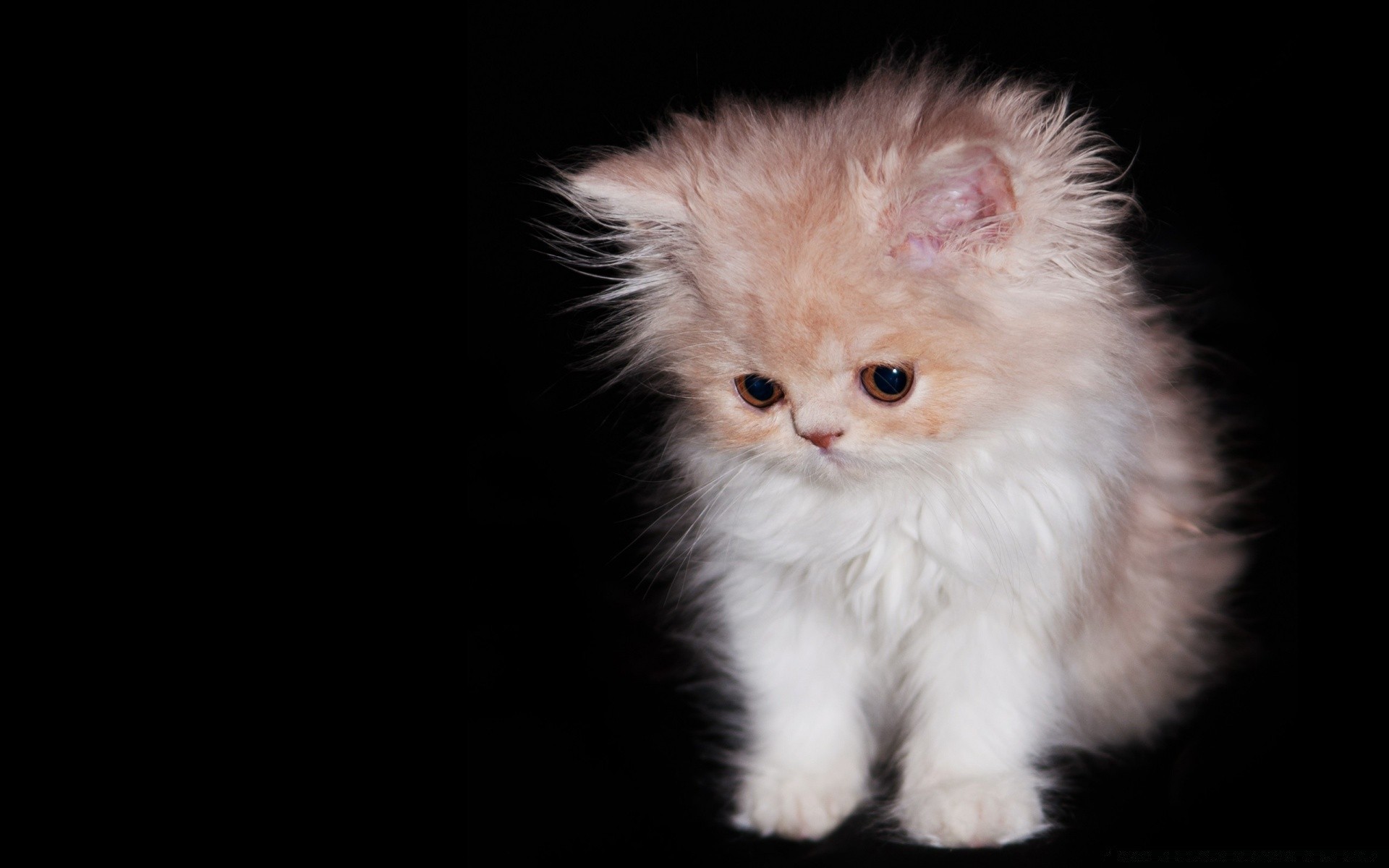 chats chat mignon portrait mammifère unique animal de compagnie fourrure chaton oeil drôlement animal jeune enfant