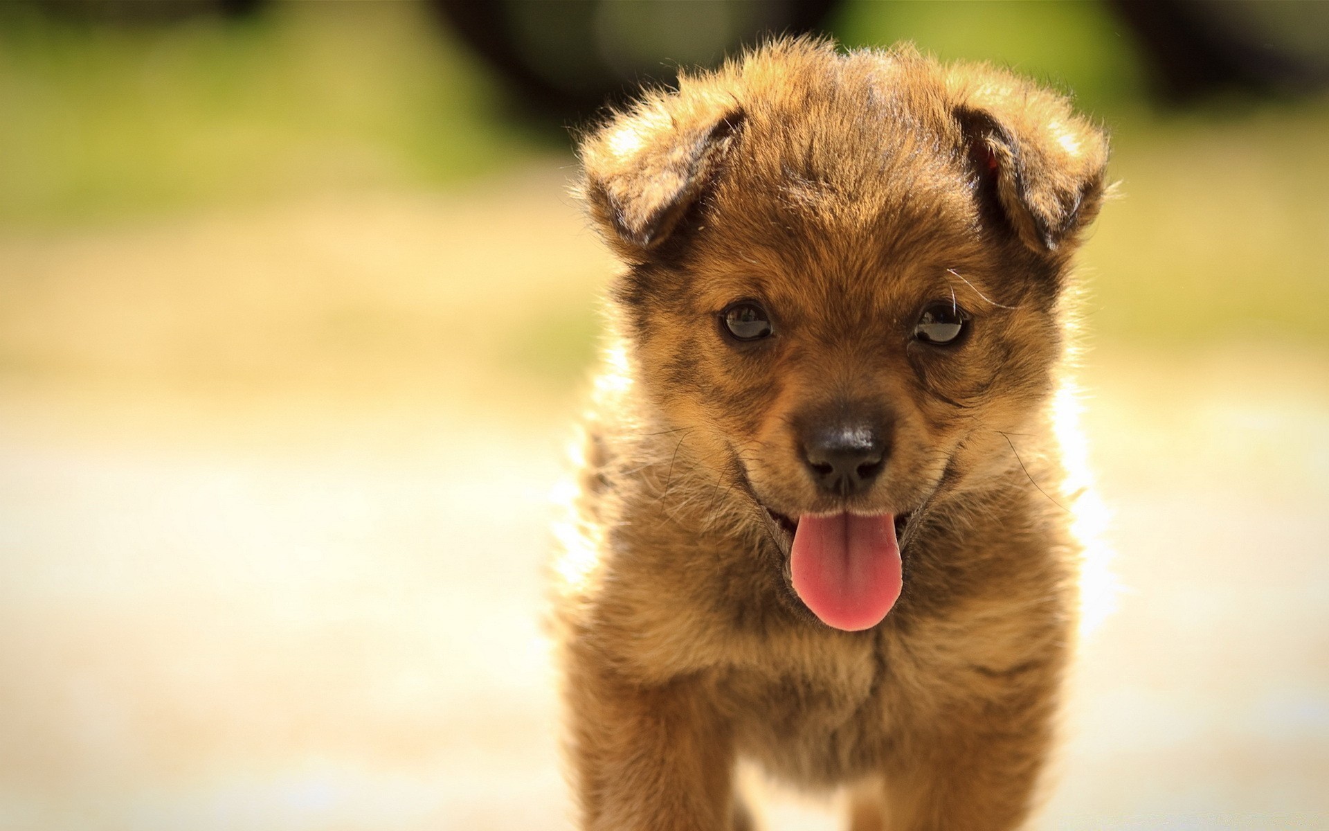 psy ssak pies zwierzę kynolog śliczne portret pet futro szczeniak