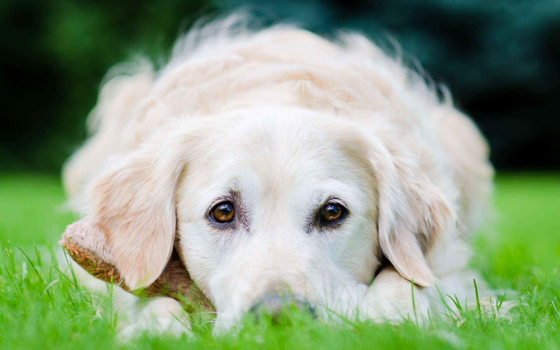 cani cane erba carino animale domestico mammifero animale domestico retriever cane cucciolo ritratto adorabile piccolo giovane pelliccia natura razza domestico anteprima divertente