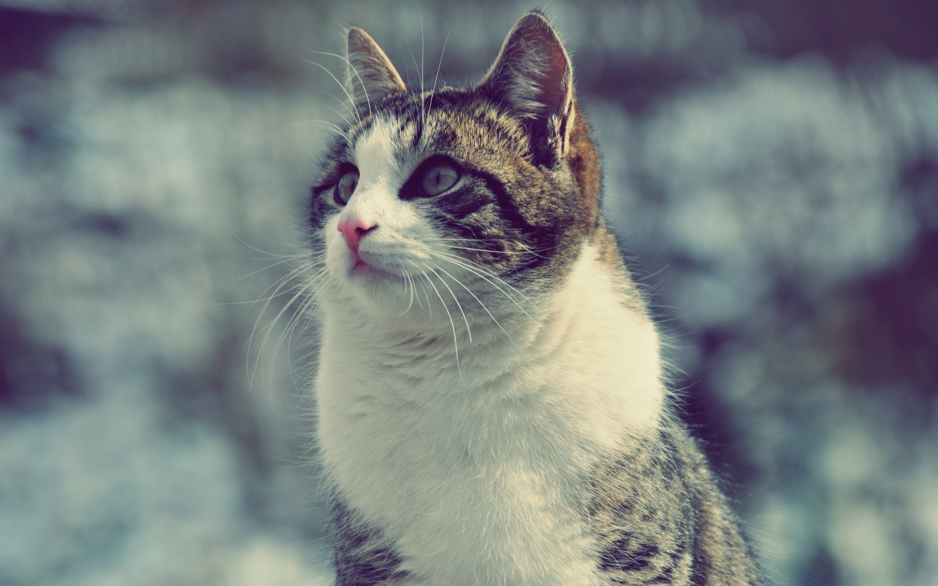 katze tier katze säugetier haustier porträt niedlich fell natur auge tierwelt kätzchen inländische anzeigen