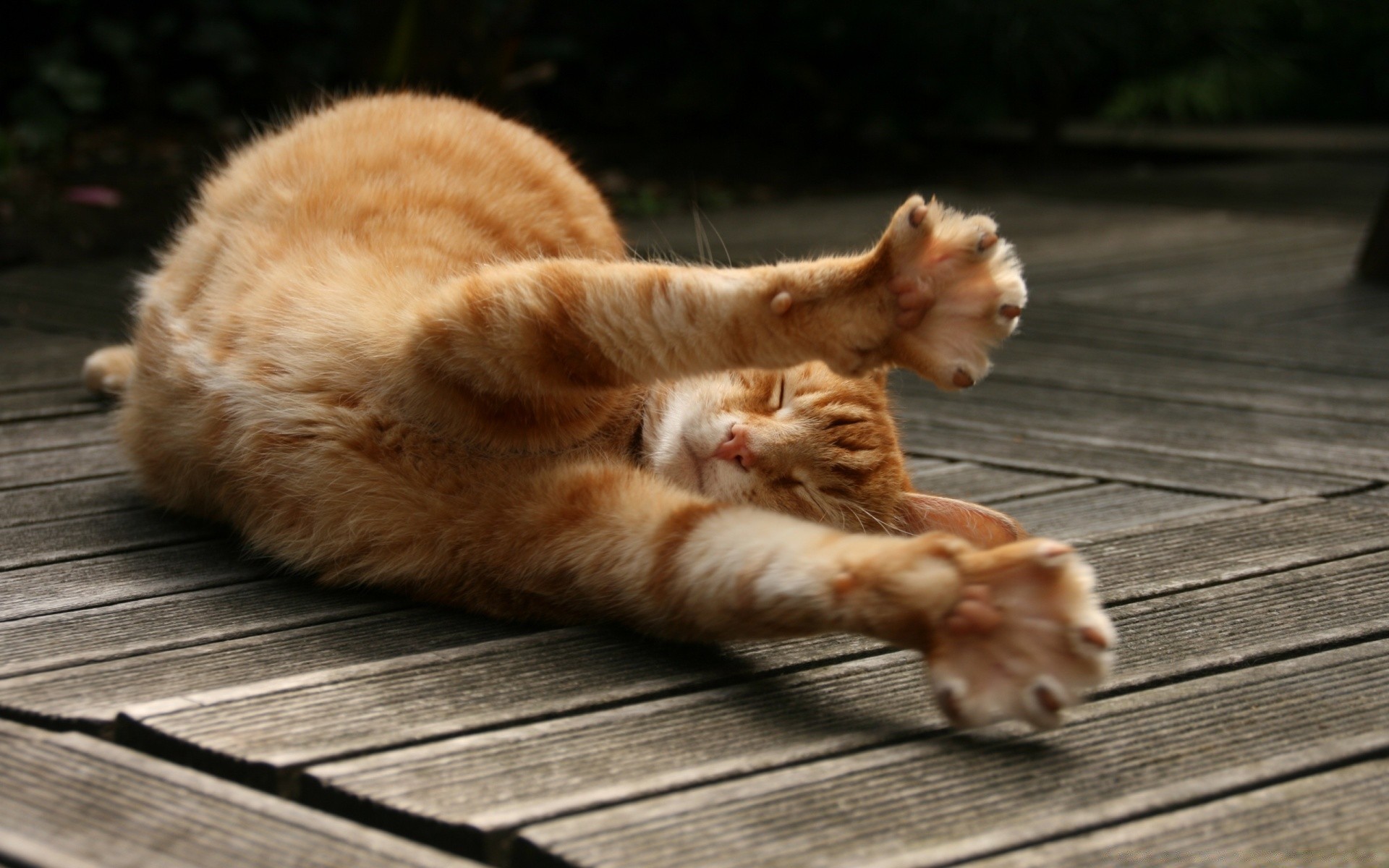 katze katze niedlich säugetier natur fell porträt jung haustier eins tier kätzchen haar vorschau schlafen kind holz familie