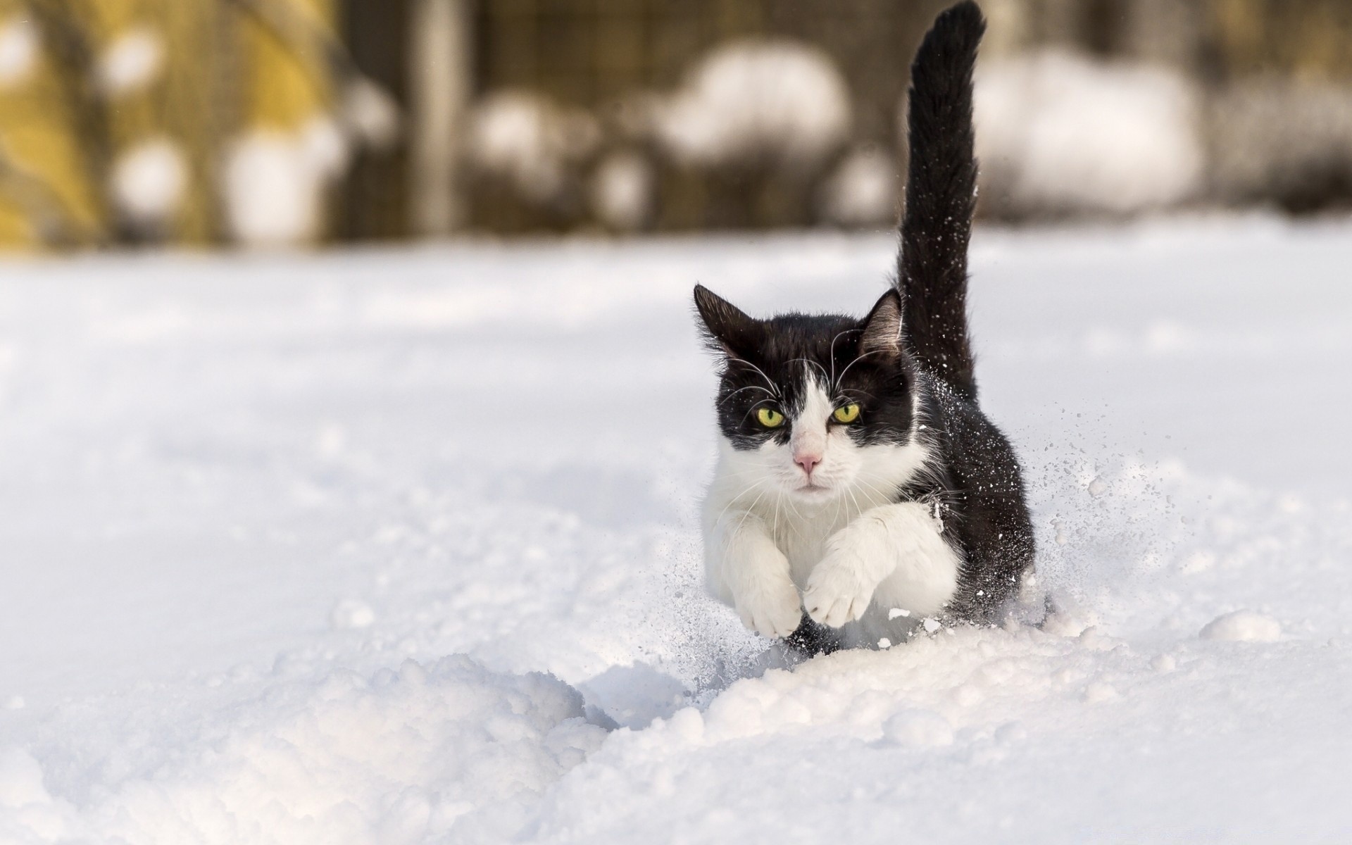 cats snow winter cold frost outdoors frozen nature cat ice portrait