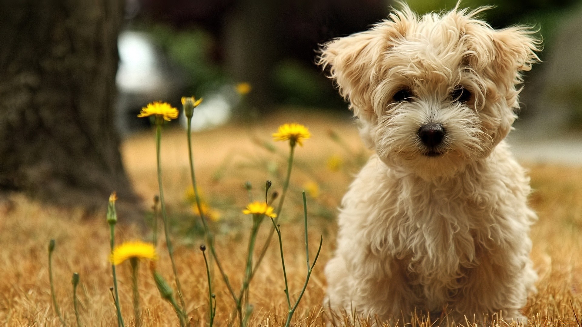 chiens nature animal herbe chien mammifère champ extérieur été petit mignon