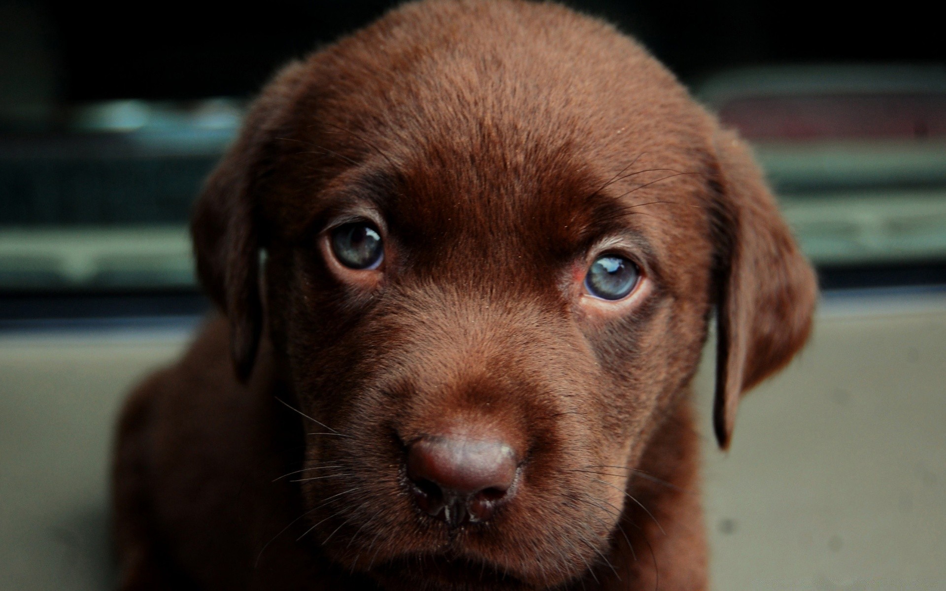 dogs dog mammal portrait pet canine cute puppy animal retriever one breed looking adorable