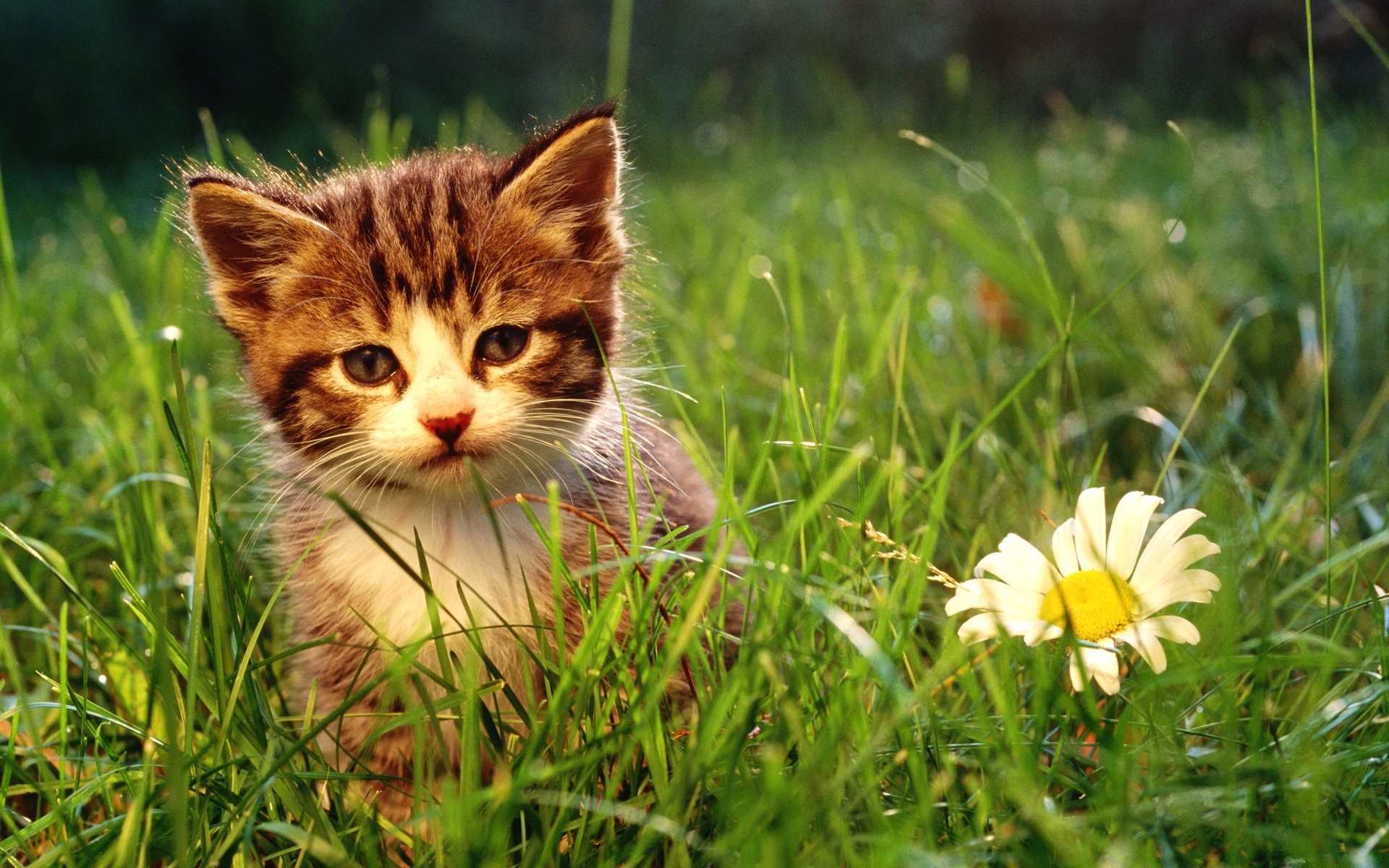 cats grass nature animal cute little summer hayfield field