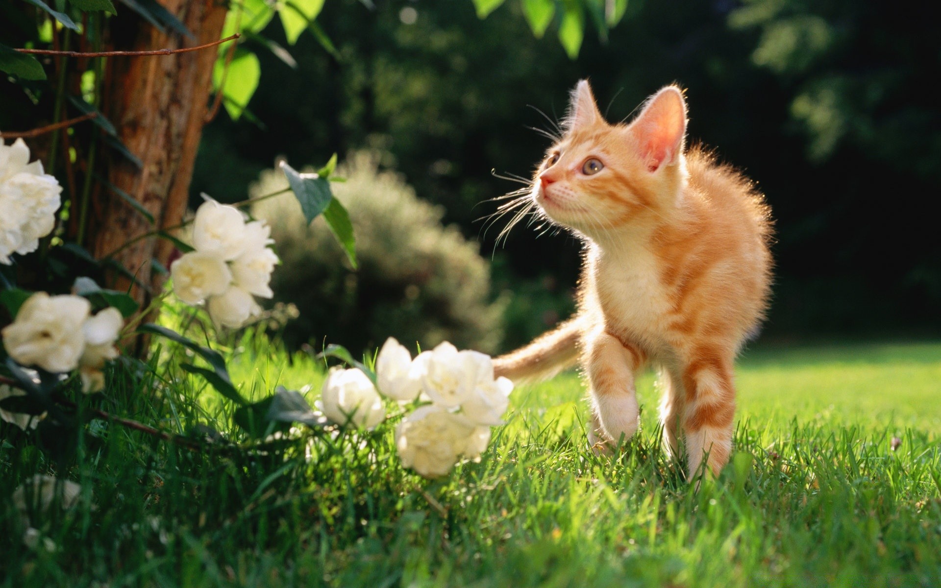 katzen natur gras säugetier tier niedlich katze wenig haustier im freien porträt garten sommer