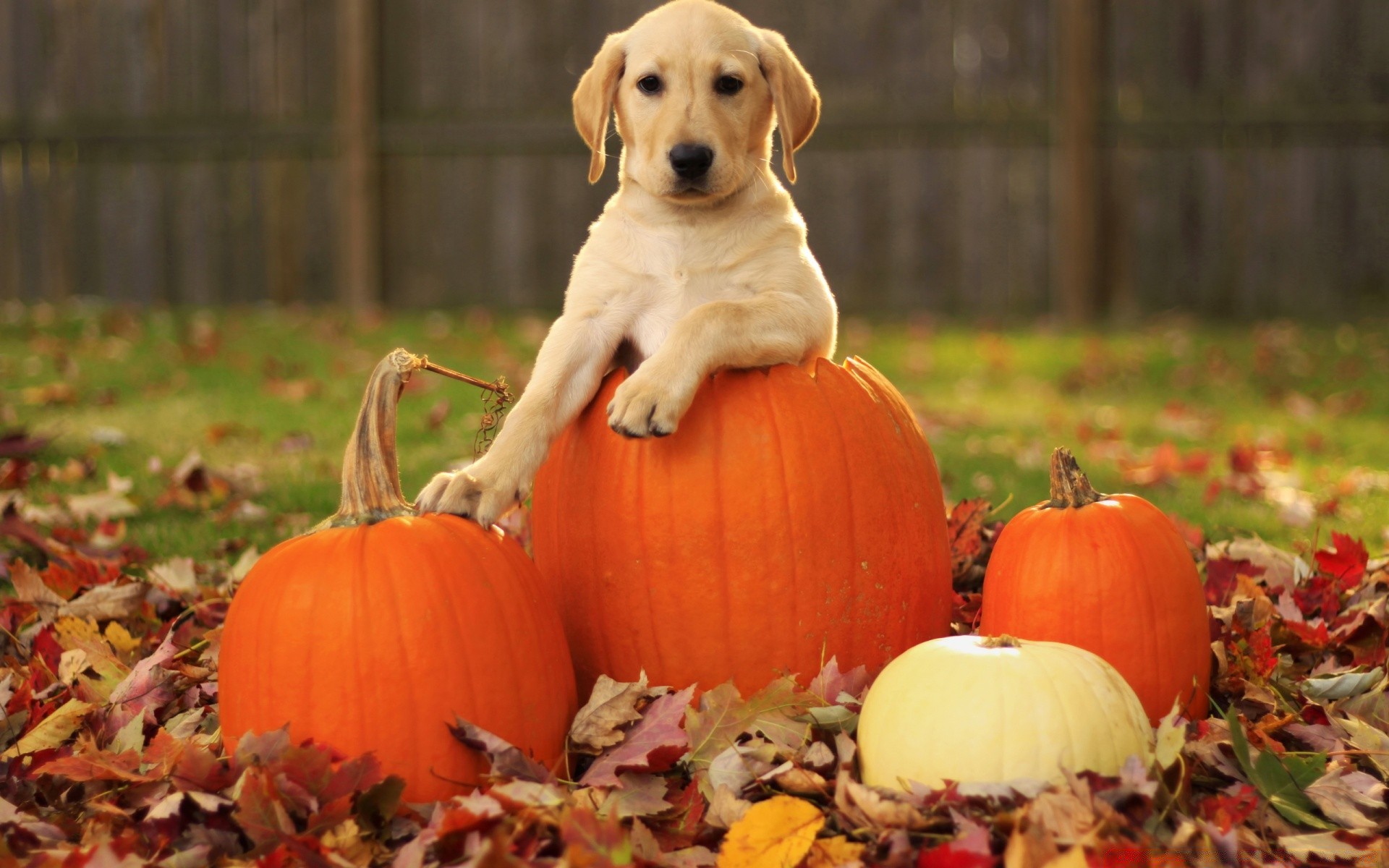 cani autunno zucca halloween natura