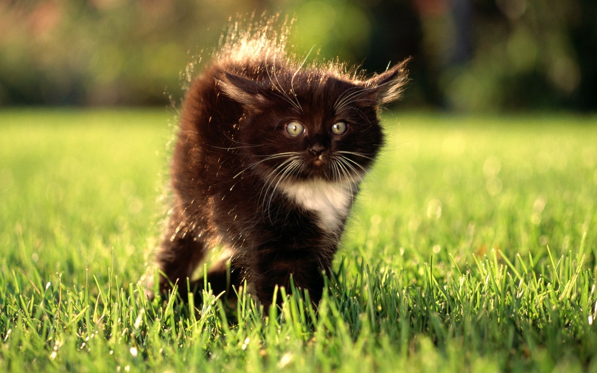 gatos hierba naturaleza gato mamífero campo animal lindo piel al aire libre ojo pequeño heno verano