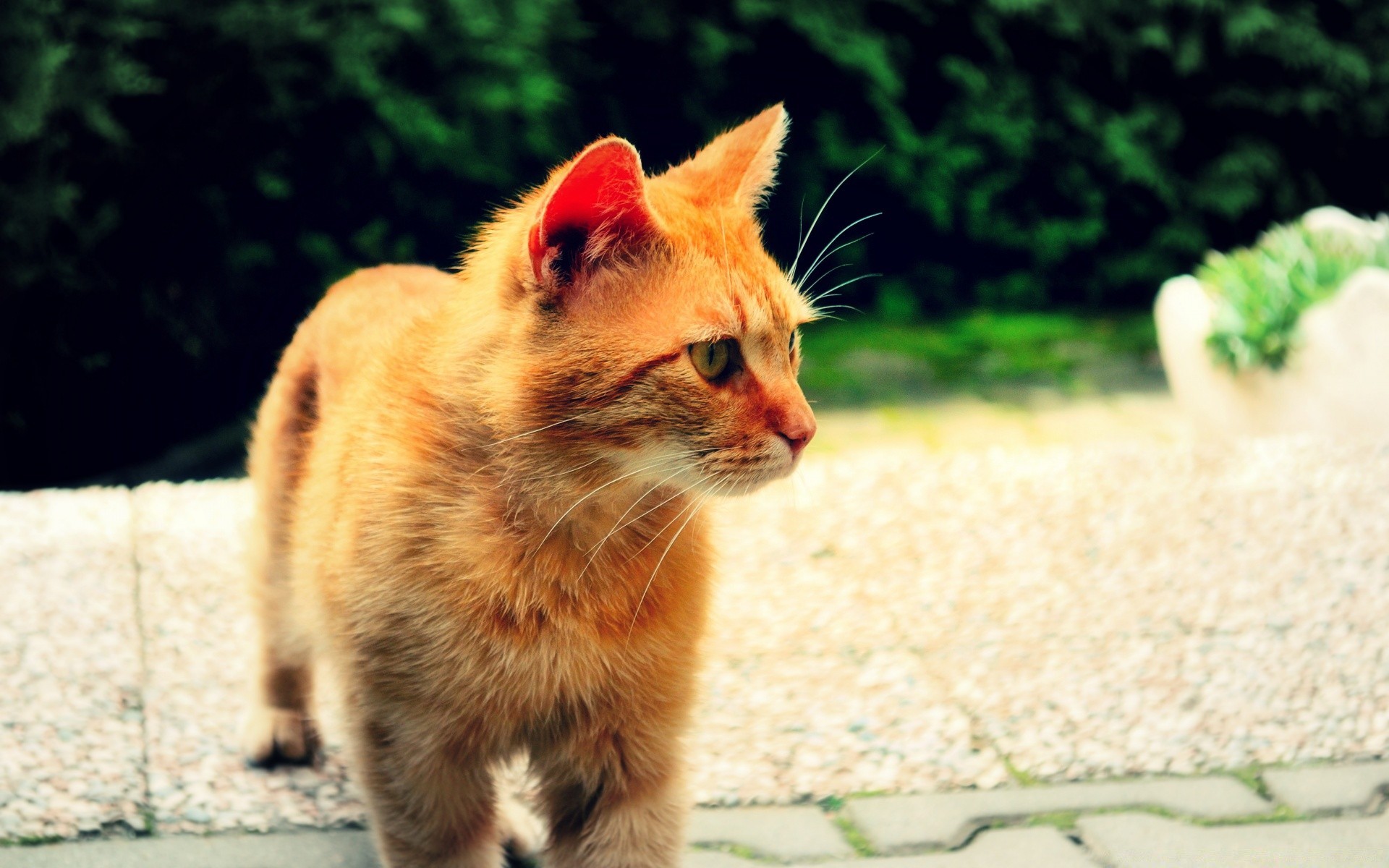 katze tier katze niedlich säugetier fell haustier natur wenig porträt gras inländische auge junge