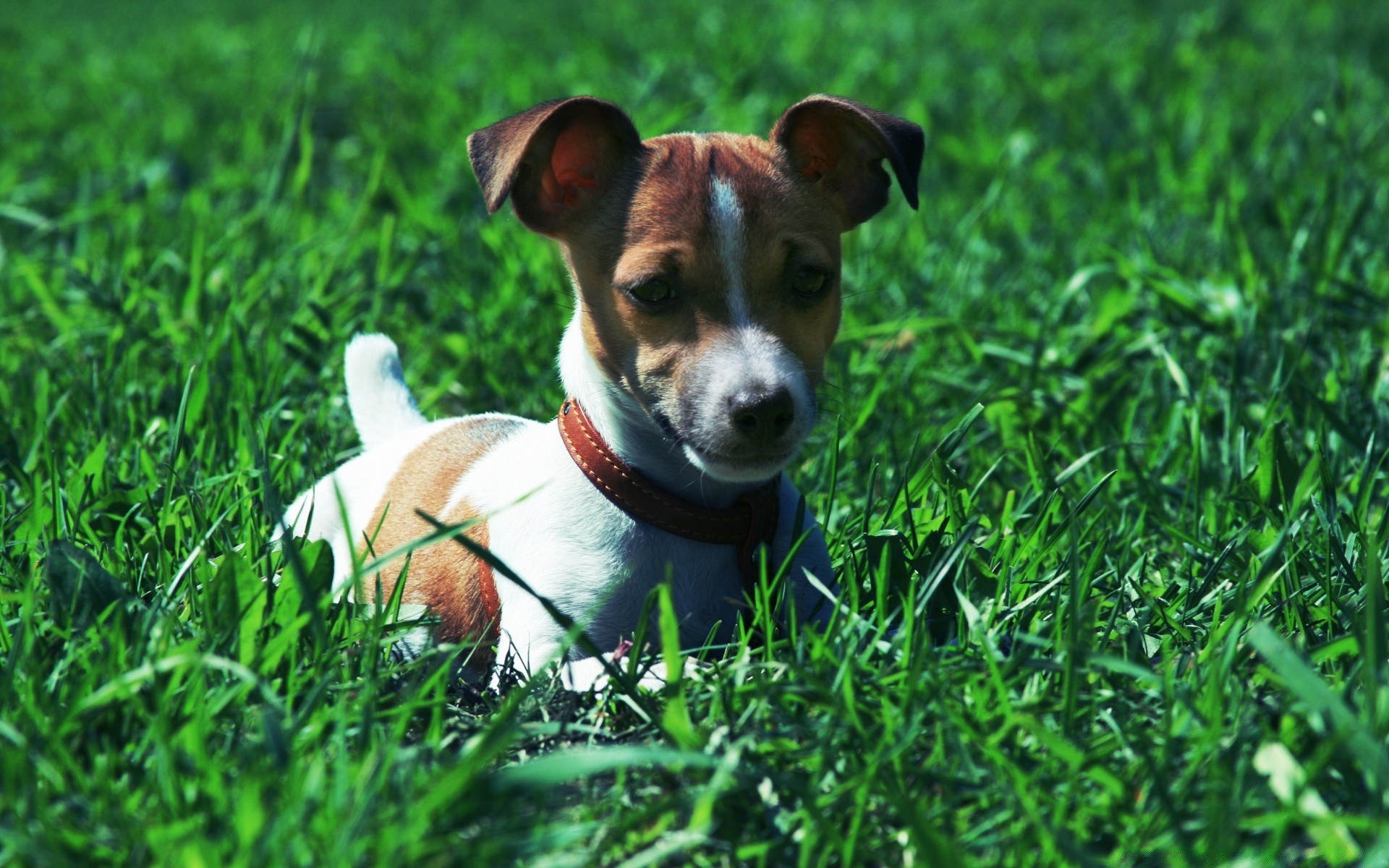 dogs grass dog cute animal pet mammal canine little puppy summer hayfield nature young field outdoors portrait domestic adorable