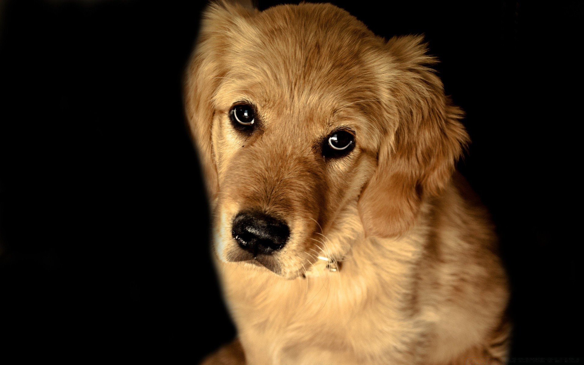 dogs dog pet animal mammal canine cute portrait puppy looking studio one young