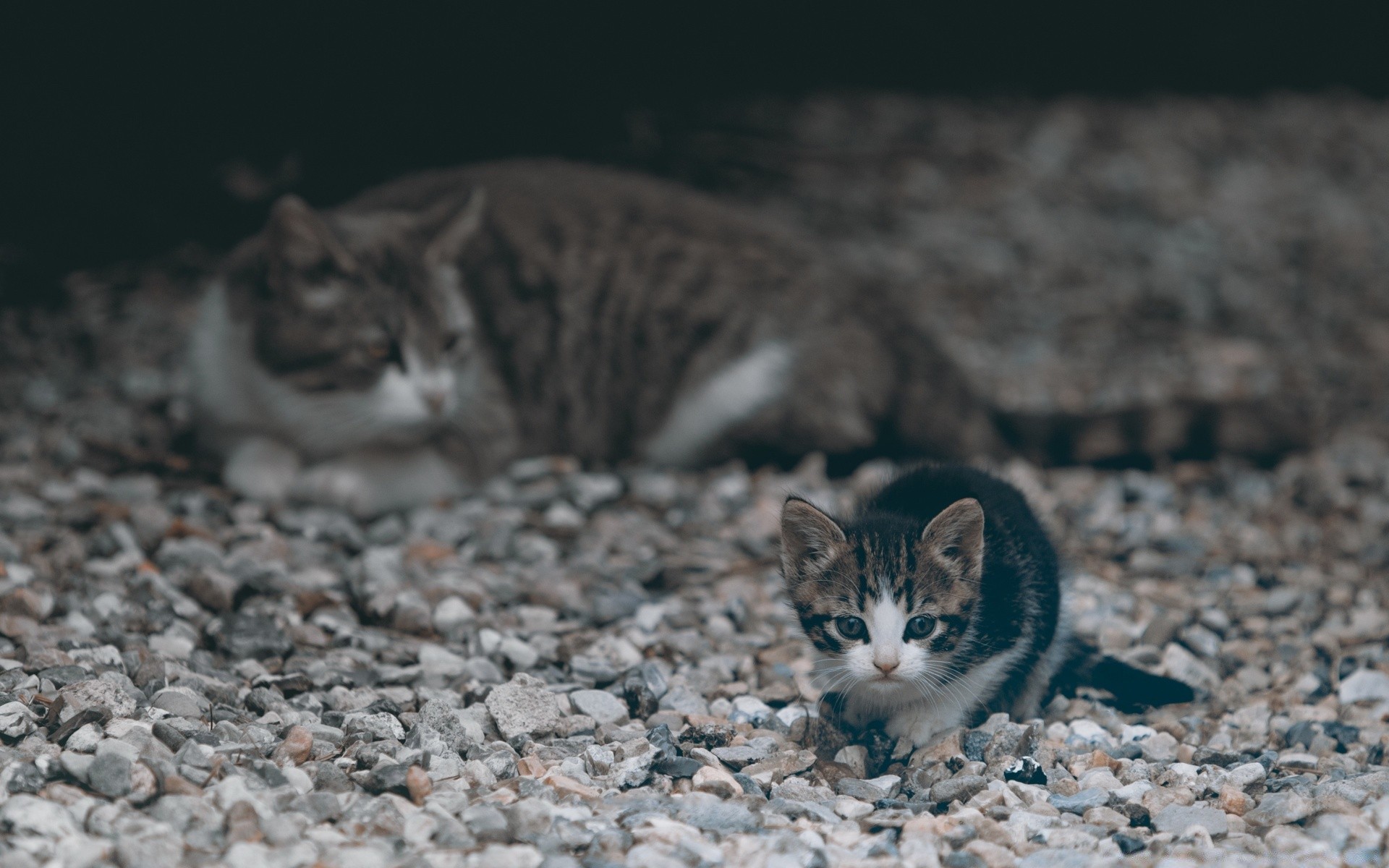 chat chat animal nature mignon mammifère oeil animal de compagnie chaton la faune fourrure petit à l extérieur portrait gris