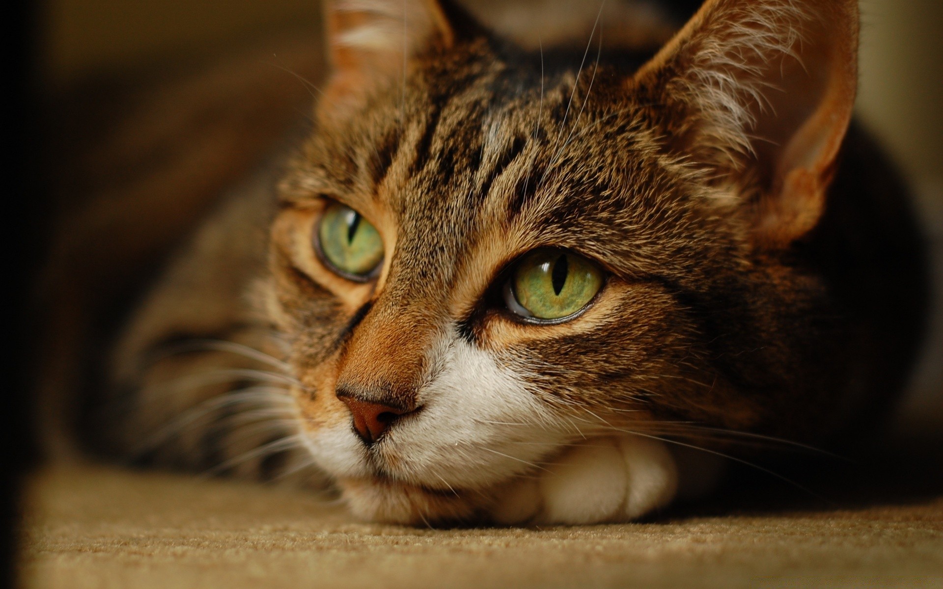 gatos gato retrato fofa animal de estimação mamífero olho pele animal gatinho doméstico cabelo visualização bigode jovem sozinho sono cabeça tabby engraçado