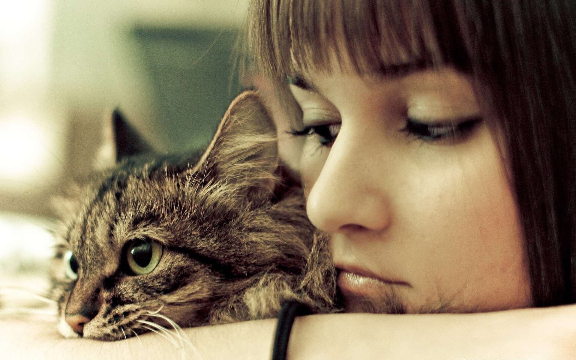 katzen niedlich porträt katze auge hübsch wenig junge haare kätzchen tier vorschau