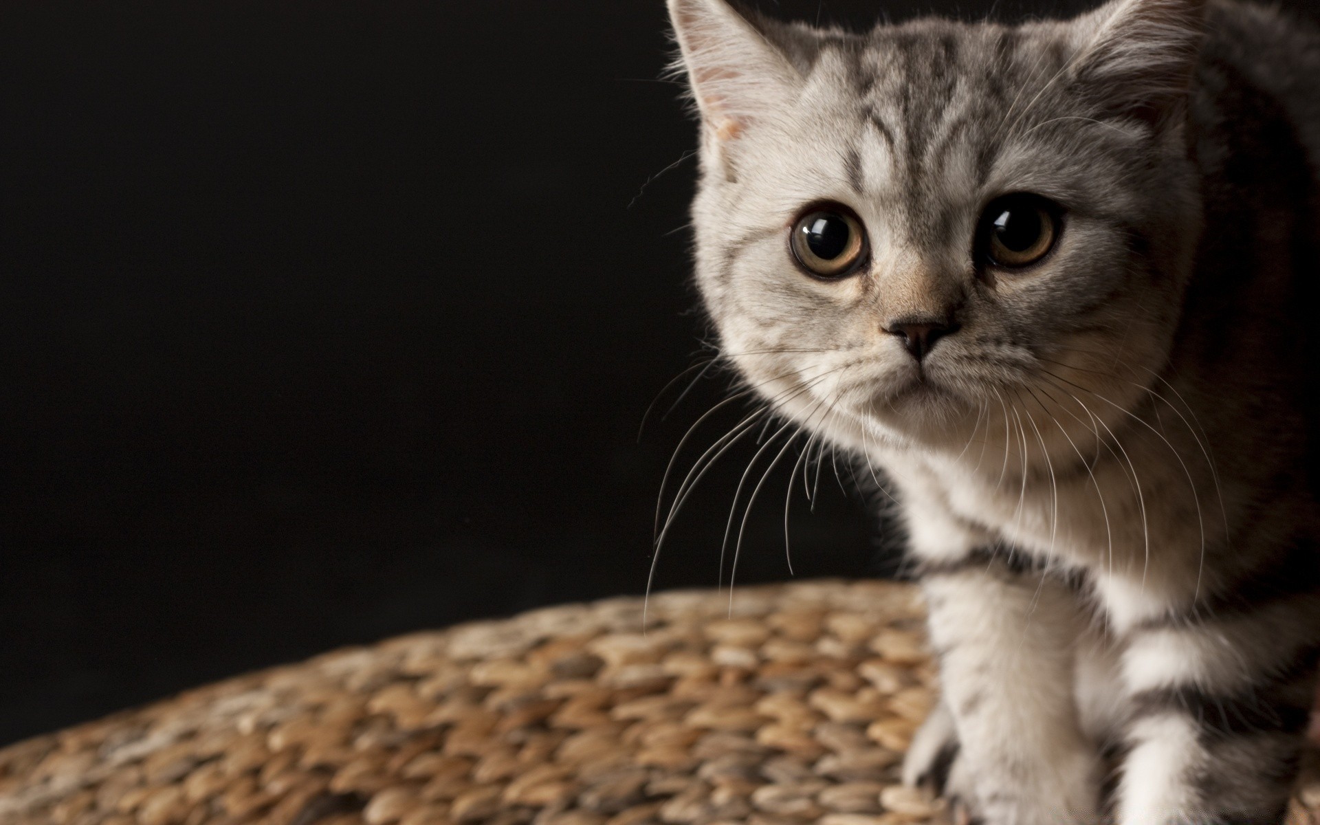 katze katze niedlich haustier tier kätzchen porträt jung fell auge wenig säugetier grau kind inländische sitzen anzeigen haare