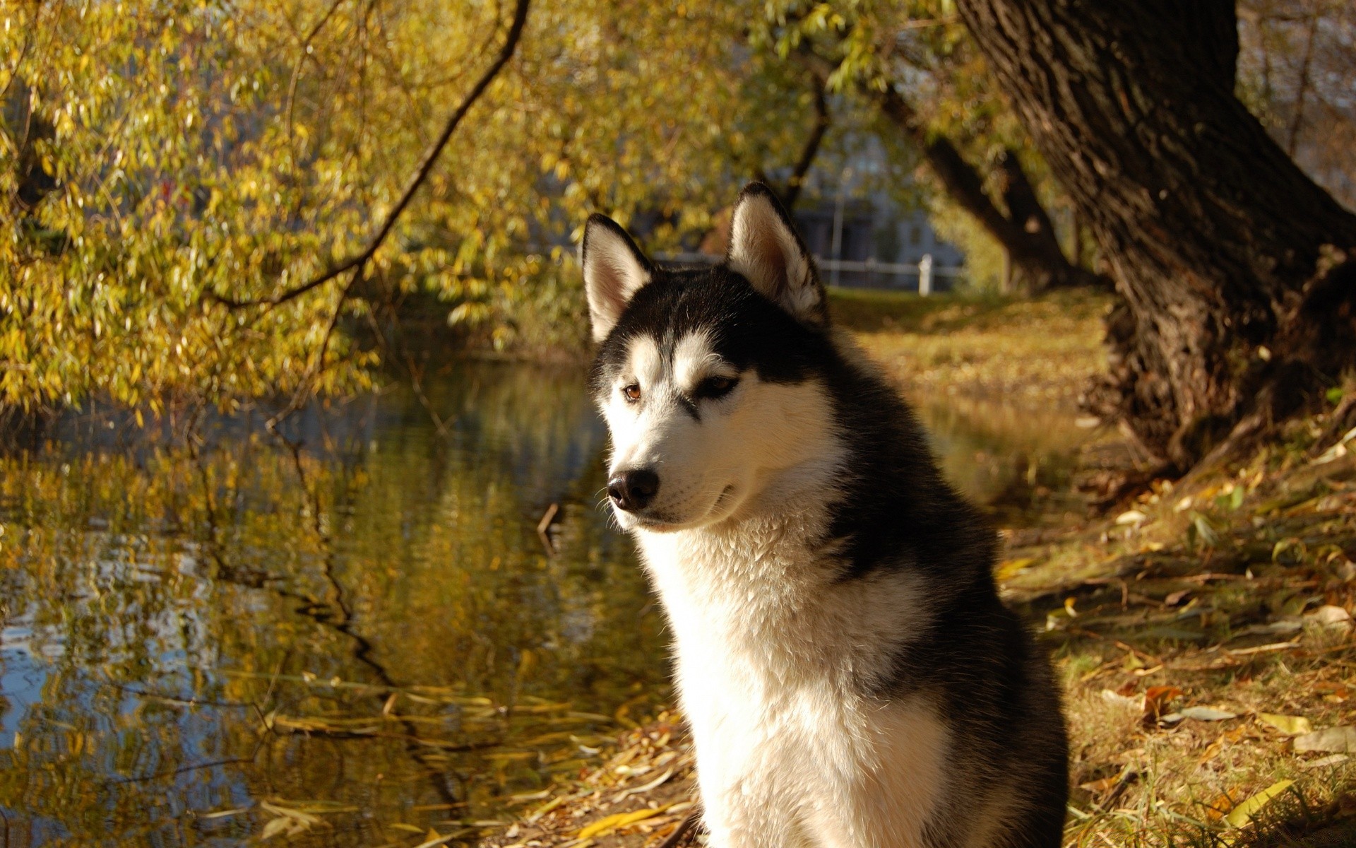 chien mammifère nature en plein air givré cynologue bois chien automne loup