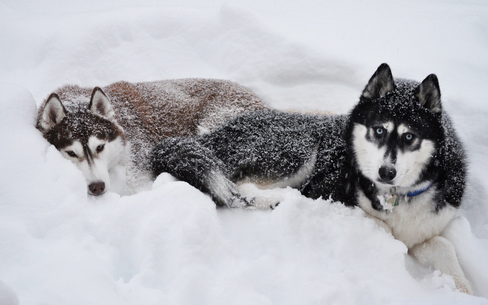 chien neige hiver givré mammifère froid cynologue loup chien traîneau polaire animal la faune portrait glace laponie fourrure mignon un nature